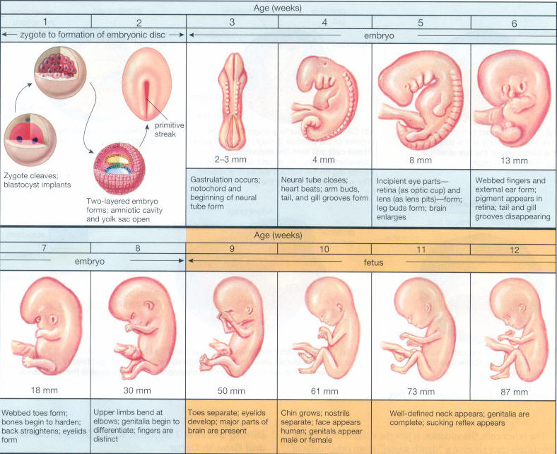 Kehamilan Trisemester Pertama (0 – 12 Minggu)