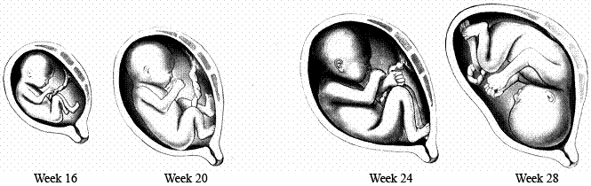 Kehamilan Trimester Kedua