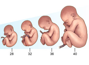 Kehamilan Trisemester Ketiga